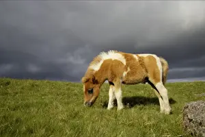 Hardy Prints: Dartmoor Ponies Dartmoor National Park Devon UK MA000103