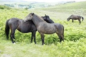Dartmoor Ponies engaged in mutual grooming