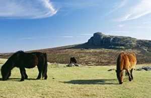 Images Dated 22nd June 2004: Dartmoor Ponies With Haytor in background