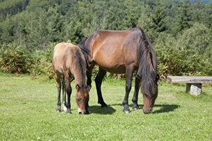 Images Dated 9th August 2007: Dartmoor Ponies - mare and foal - Devon, UK