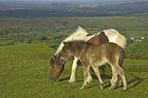 Dartmoor Ponies - on moors with Tavy Valley below Dartmoor National Park Devon, UK MA000127