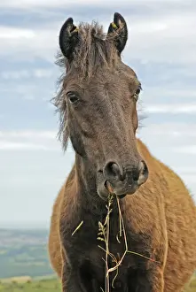 Dartmoor Prints: Dartmoor Pony eating fresh grasses