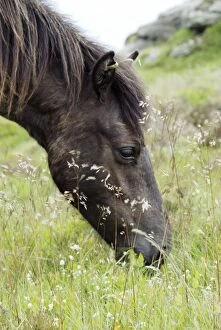 Dartmoor Pony eating fresh grasses