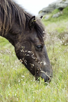 Horse - grazing on grass