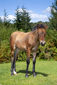 Images Dated 9th August 2007: Dartmoor Pony - foal - Devon, UK