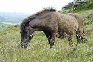 Dartmoor Pony - moulting from its winter coat