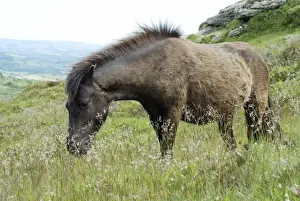 Coats Prints: Dartmoor Pony - moulting from its winter coat