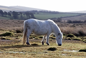 Horse - grazing on grass