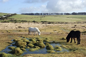 Horse - grazing on grass