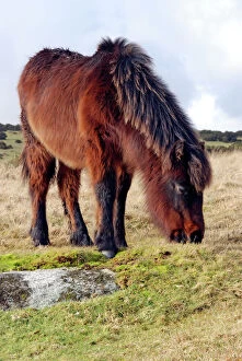 Moor Gallery: Dartmoor Pony in winter coat eating the last of the overgrazed winter grass