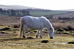 Dartmoor Pony in winter coat eating the last of the overgrazed winter grass