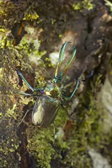 Darwin's Beetle / Grant's Stag Beetle / Chilean Stag Beetle - giant male beetle crawling up a tree - Queulat National Park - Patagonia - Carretera Austral - Chile - South America