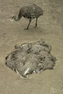 Rhea Prints: Darwin's / Lesser Rhea - Group resting in nest