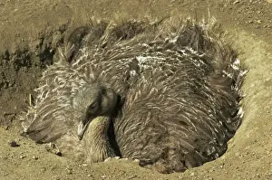 Darwin's / Lesser Rhea - male incuabting eggs in nest