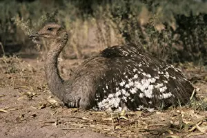 Rhea Prints: Darwin's / Lesser Rhea - resting - Atacama Andes Chile