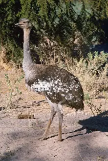 Darwin's Rhea Atacama Andes, Chile