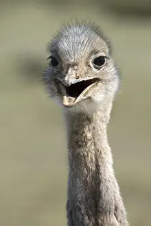 Rhea Prints: Darwin's Rhea Range: Highlands