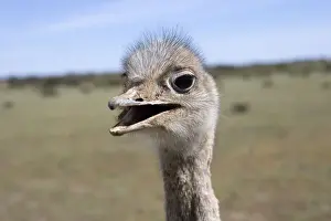 Darwin's Rhea Range: Highlands, Peru south to the Strait of Magellan Photographed on Valdes Peninsula, Patagonia, Argentina
