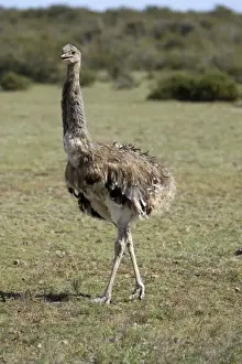 Darwin's Rhea Range: Highlands, Peru south to the Strait of Magellan Valdes Peninsula, Patagonia, Argentina