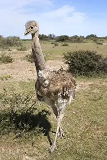 Darwin's Rhea Range: Highlands, Peru south to the Strait of Magellan Photographed on Valdes Peninsula, Patagonia, Argentina