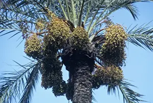 Dates Prints: Date Palm