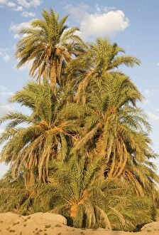 Images Dated 15th October 2007: Date Palms - with dates in the palmeries around Rissani