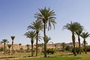 Dates Prints: Date palms growing in cultivated fields, Iran