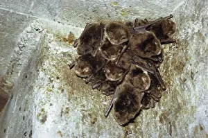 Daubenton's Bat