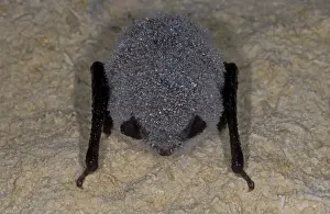 Hibernating Prints: Daubenton's Bat - with dew - hibernation at cave - The Ardennes - Belgium