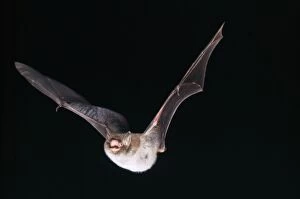 Images Dated 14th June 2005: Daubenton's Bat - in flight