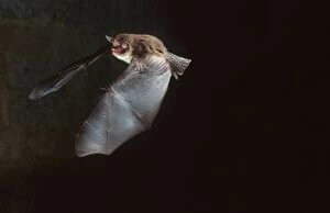 Daubentons Bat in flight in cave