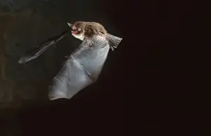 Cave Prints: Daubenton's Bat in flight in cave (Leuconoe daubentonii)