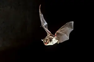 Dark Prints: Daubenton's Bat - in flight at night