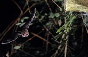 Daubentons bat flying into a cave (old iron mine) post breeding season (end of august)