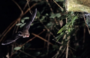 Daubentons bat flying into a cave (old iron mine) post breeding season (end of august) Daubentons bat flying into a cave (old iron mine) post breeding season (end of august)