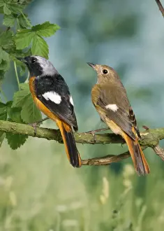 Redstart Prints: Daurian Redstart - pair