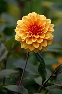 Images Dated 22nd December 2005: 'David Howard' - This Dahlia is of the water-lily variety and miniature in size - approx 4 ins. wide