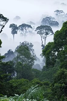 Dawn fog at lowland rainforest