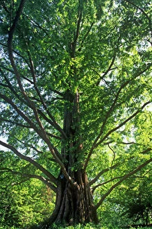 Tall Collection: Dawn Redwood Tree