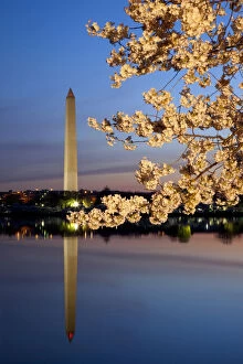 Flowering Gallery: Dawn at the Tidal Basin with blossoming