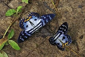 Day flying moth (Dysphania transducta)