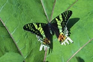 Images Dated 1st September 2011: Day Flying Moth - Family: Noctuidae - Madagascar
