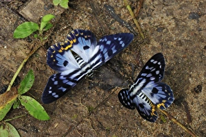 Images Dated 10th December 2008: Day flying moth - Gunung Leuser National Park - Northern Sumatra - Indonesia