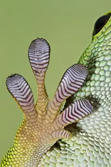 Lizard Prints: Day Gecko - close up of foot - controlled conditions 12967