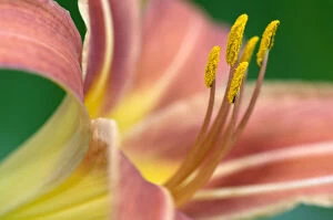 Botany Gallery: Day Lily, (Hemerocallis fulvia), Lily family