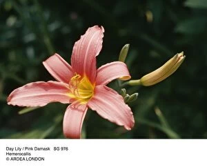 Lilies Gallery: Day Lily / Pink Damask
