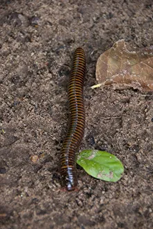 Arthropod Collection: DDE-90019058