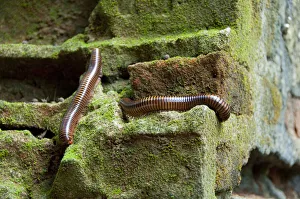 Arthropod Collection: DDE-90019059