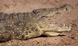 Crocodylus Prints: DDE-90019068