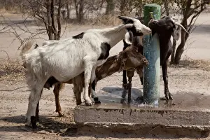 Thirsty Prints: DDE-90019078